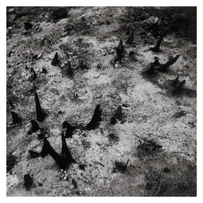 IN MEMORIAM de Stefania Beretta – Image 4